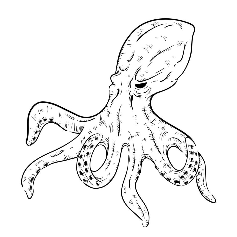 hand drawn octopus on white background vector
