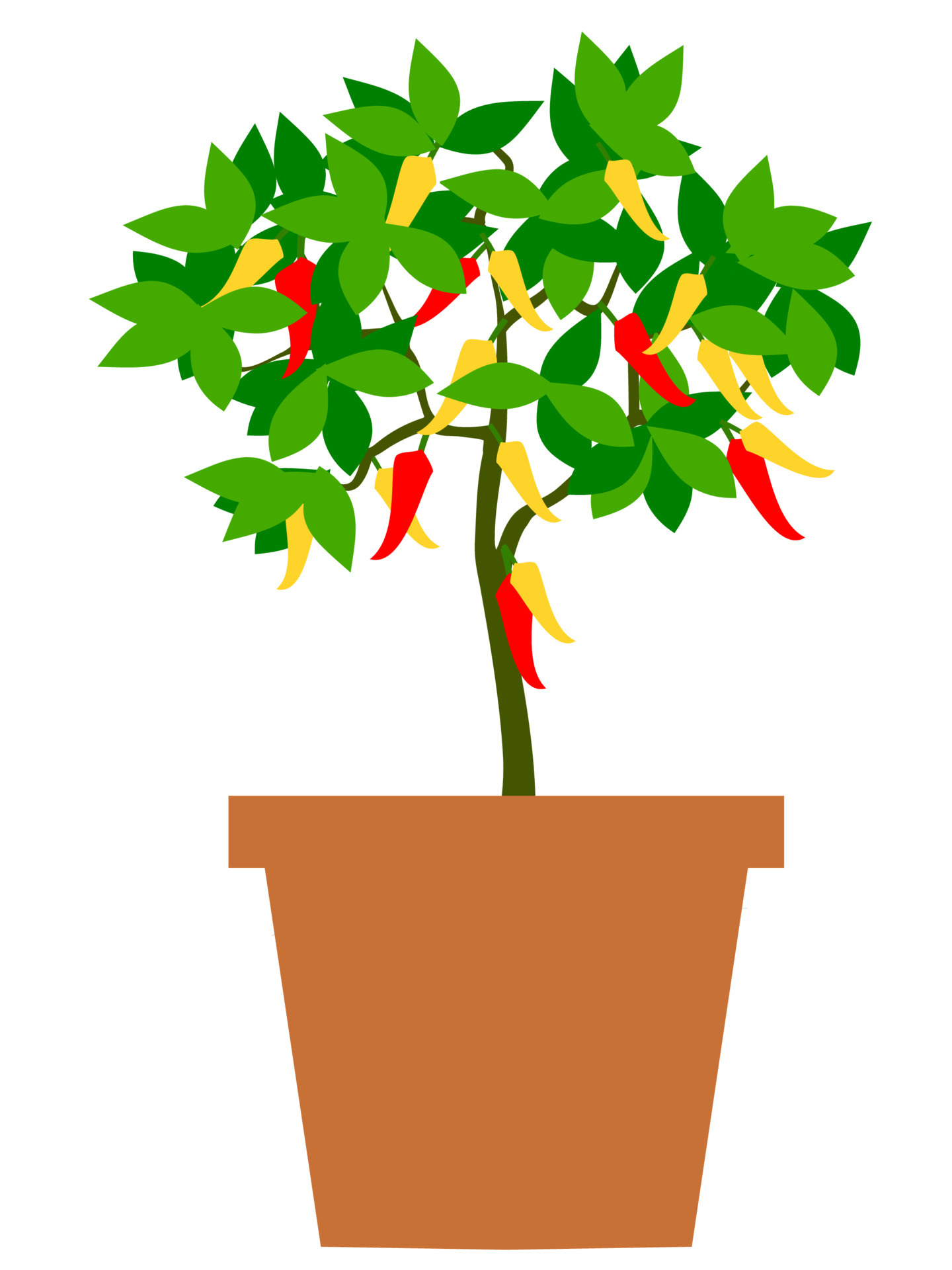 chili tree in pot 6332559 Vector Art at Vecteezy