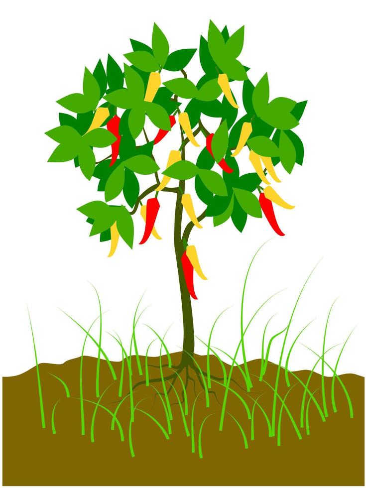 chili tree on the ground vector