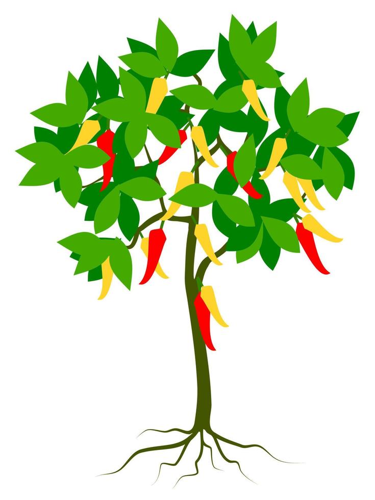 chili tree vector