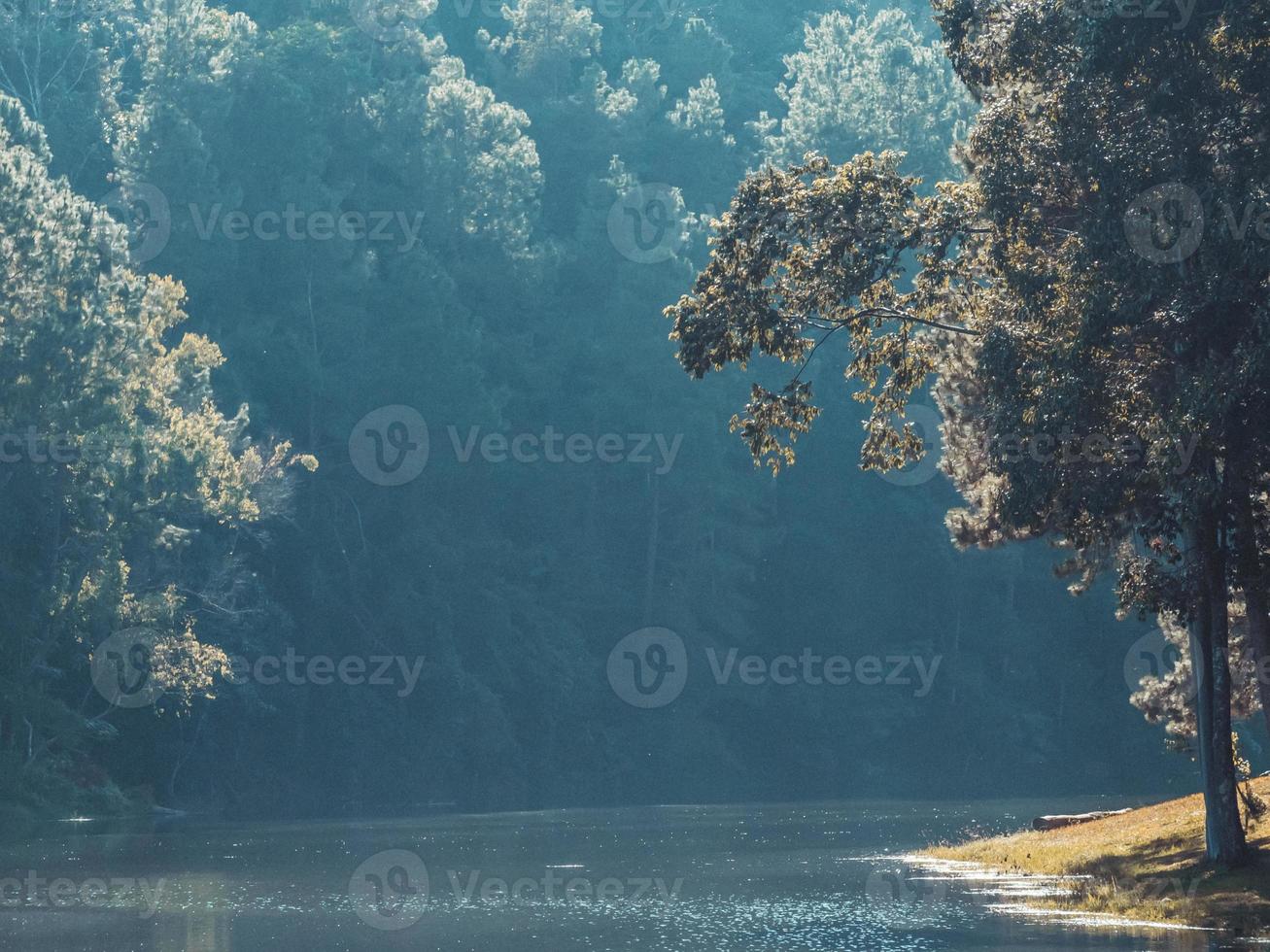 Landscape of pine trees near the reservoir photo