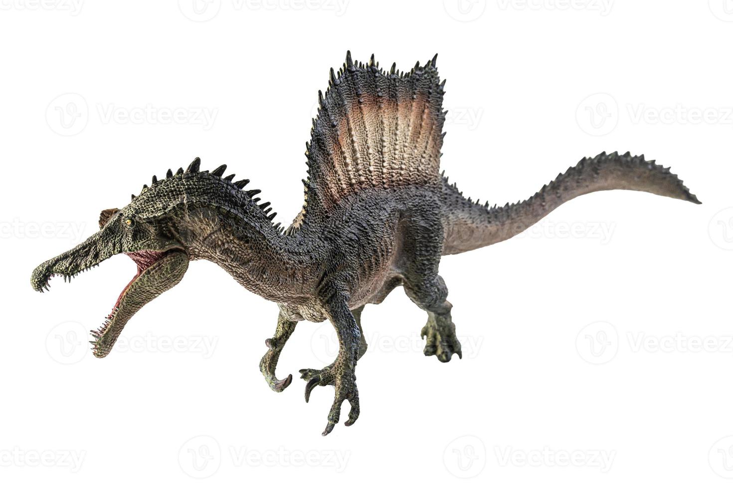 Spinosaurus , dinosaur on white background . photo