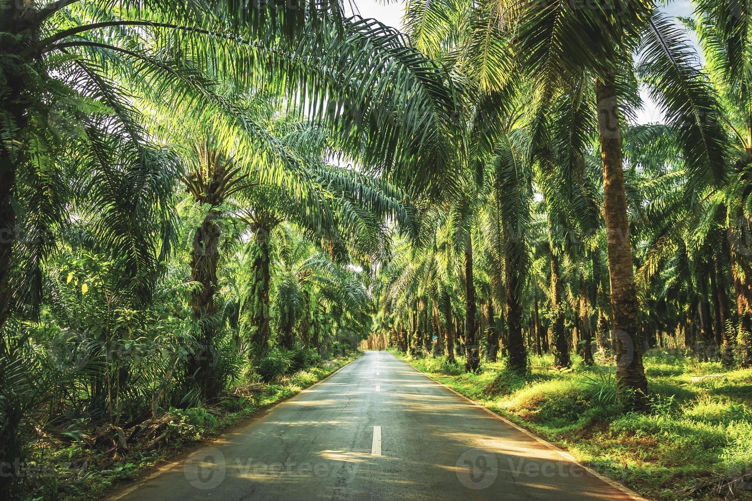 Palm garden , plantation  way in plantation Palm tree in tropical garden photo