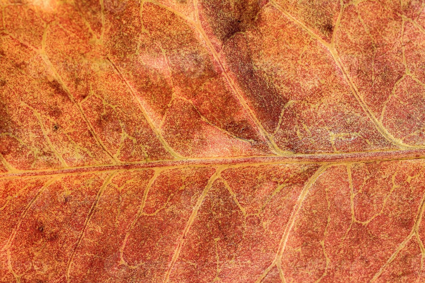 close up macro leaf texture photo