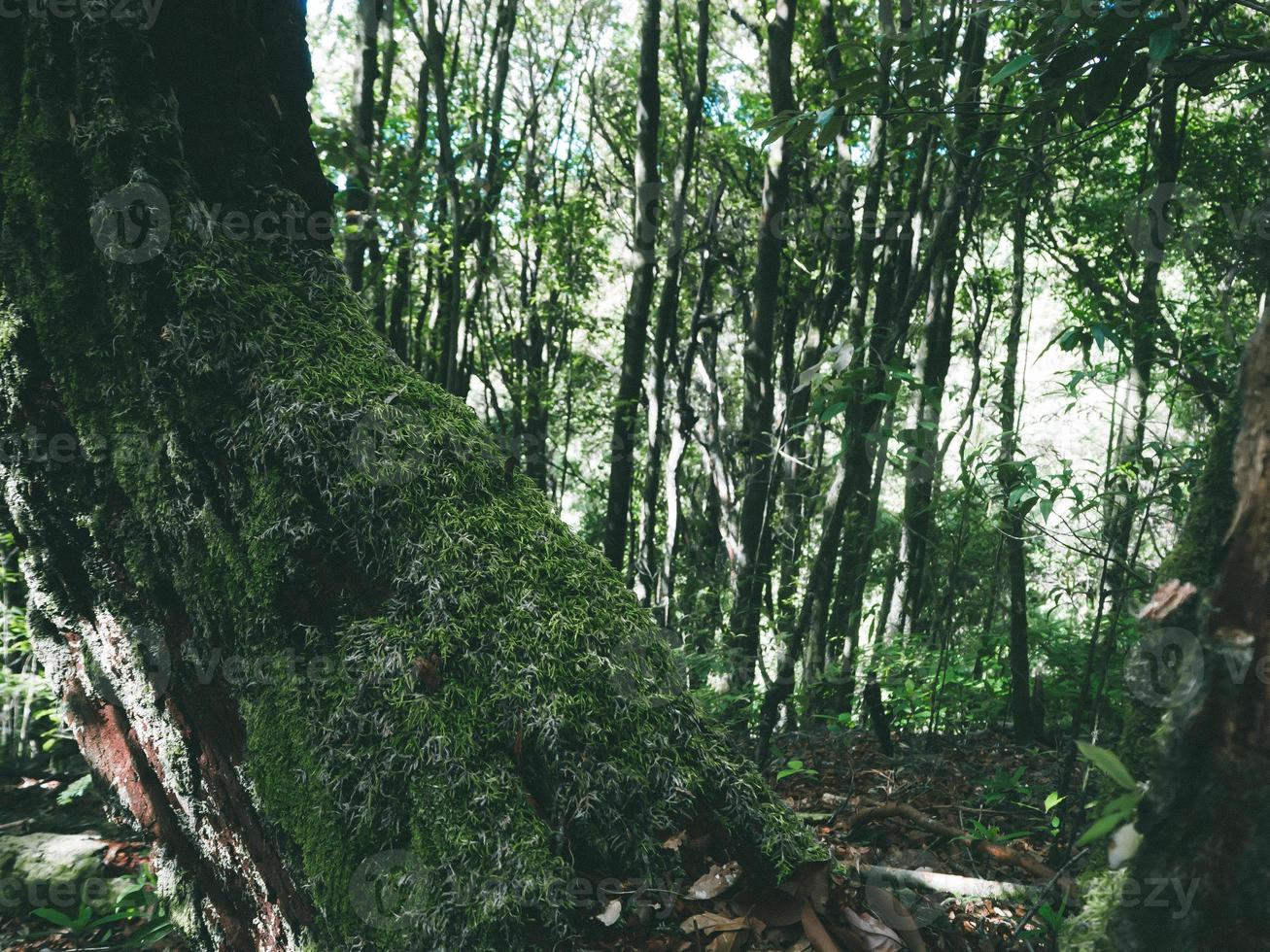 Rainforest in Doi Inthanon National Park , Thailand photo