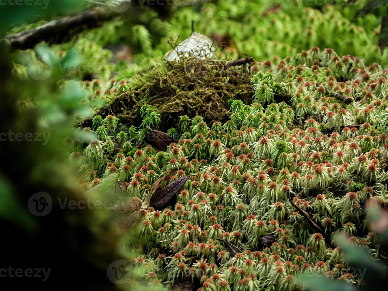 Closeup Various plants in Rainforest photo