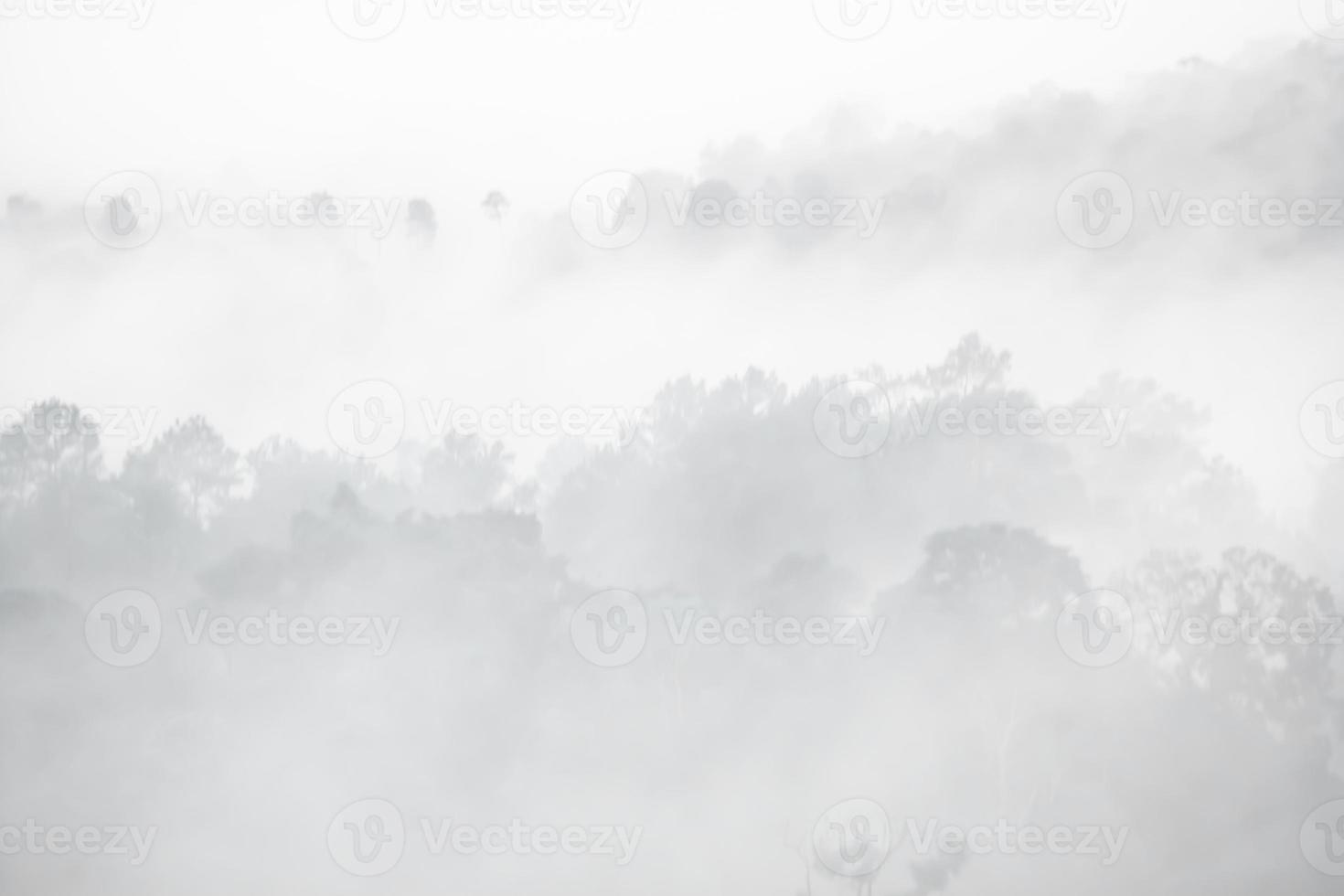 paisaje de bosque en la niebla foto