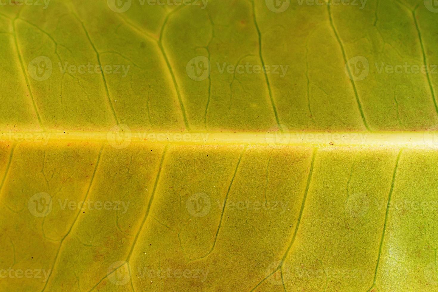 close up macro leaf texture photo