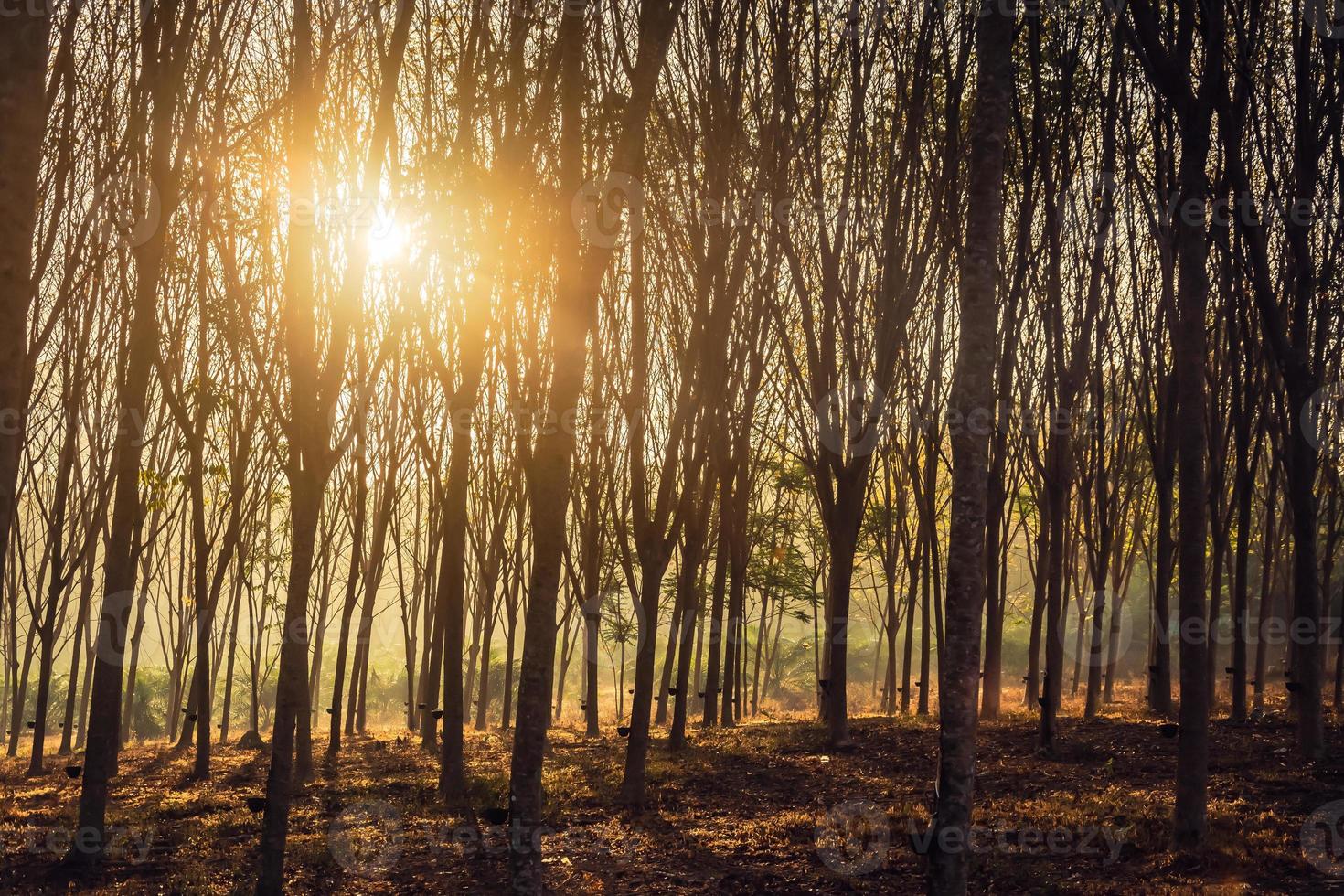 Wooded forest trees backlit by golden sunlight before sunset with sun rays pouring through trees on forest floor illuminating tree branches photo
