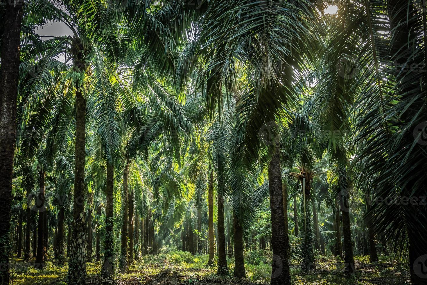 Palm garden , plantation  way in plantation Palm tree in tropical garden photo