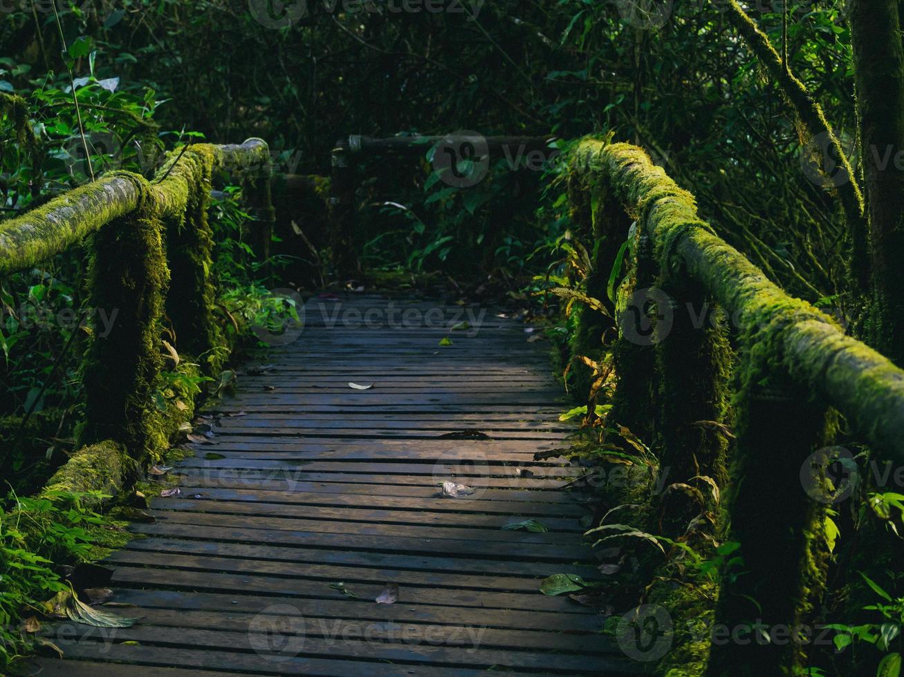Rainforest in Doi Inthanon National Park , Thailand photo