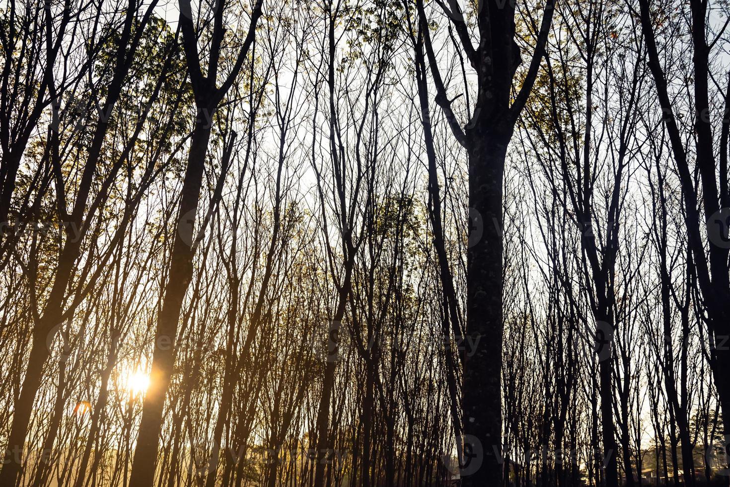 árboles boscosos retroiluminados por la luz del sol dorada antes del atardecer con rayos solares que se derraman a través de los árboles en el suelo del bosque iluminando las ramas de los árboles foto