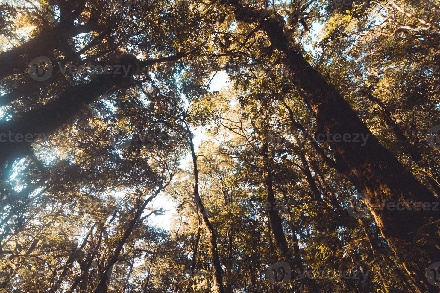 árboles superiores en el tiro de hormiga del bosque foto