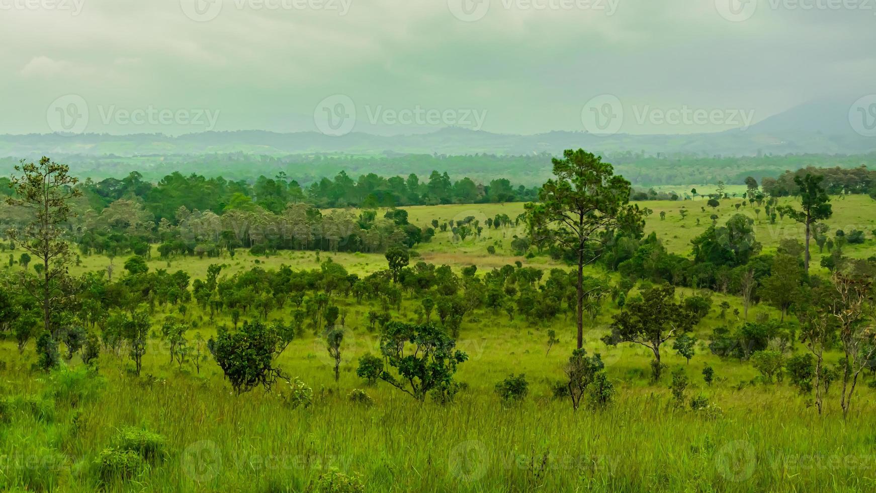 Beautiful forest landscape in Thung Salaeng Luang National Park at Phitsanulok province in Thailand. Savanna in National Park of Thailand named Thung Salaeng Luan photo