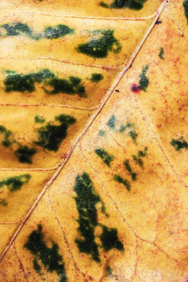 close up macro leaf texture photo