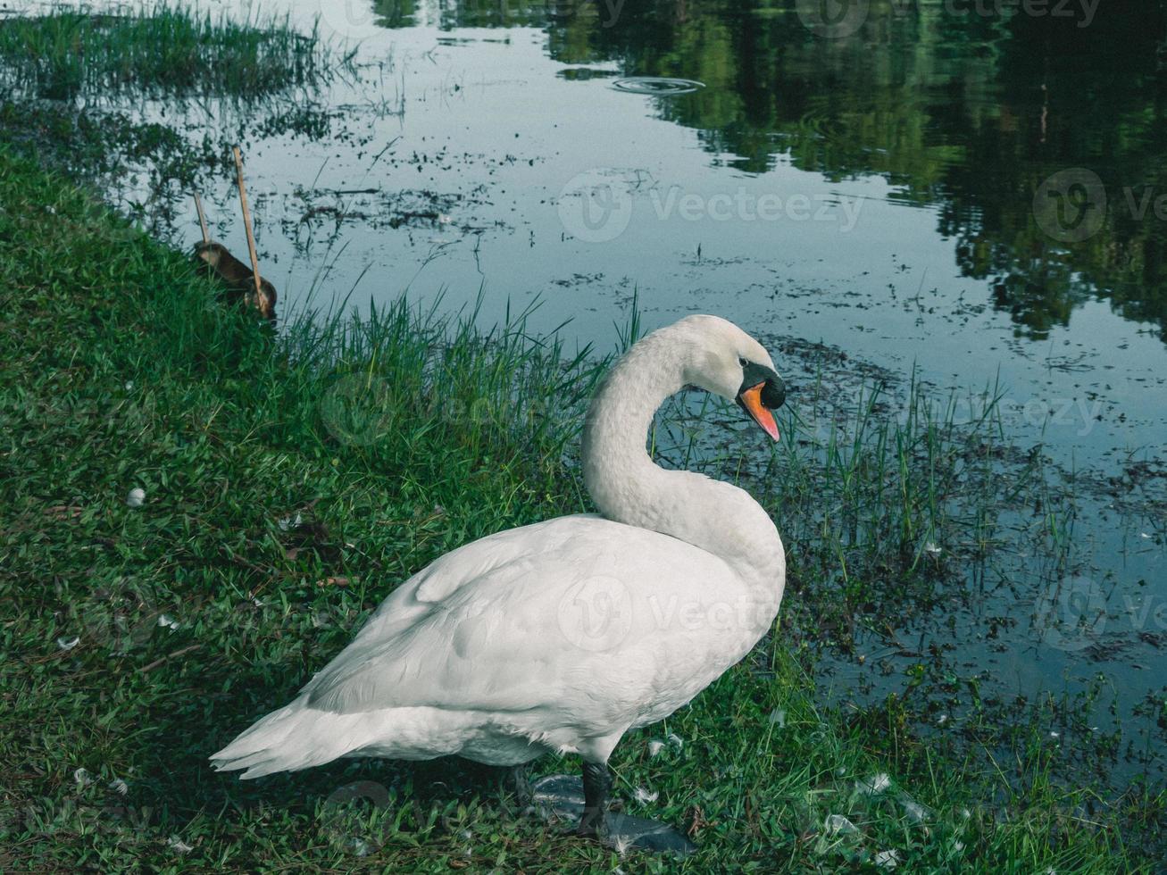 white swan with forest background photo