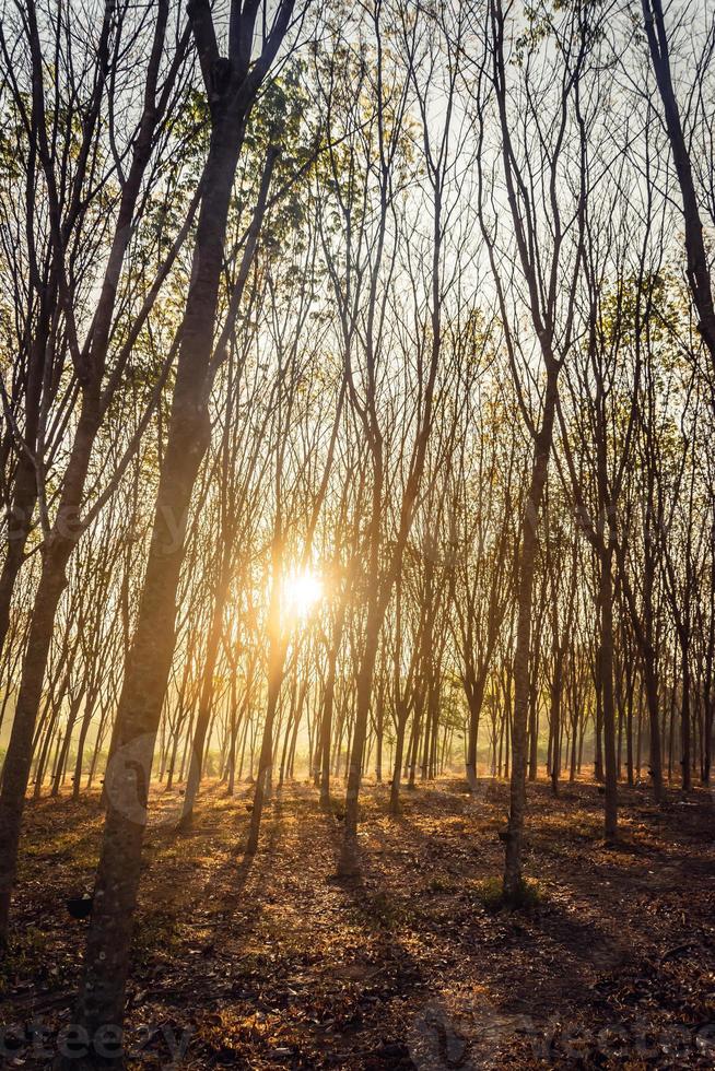árboles boscosos retroiluminados por la luz del sol dorada antes del atardecer con rayos solares que se derraman a través de los árboles en el suelo del bosque iluminando las ramas de los árboles foto