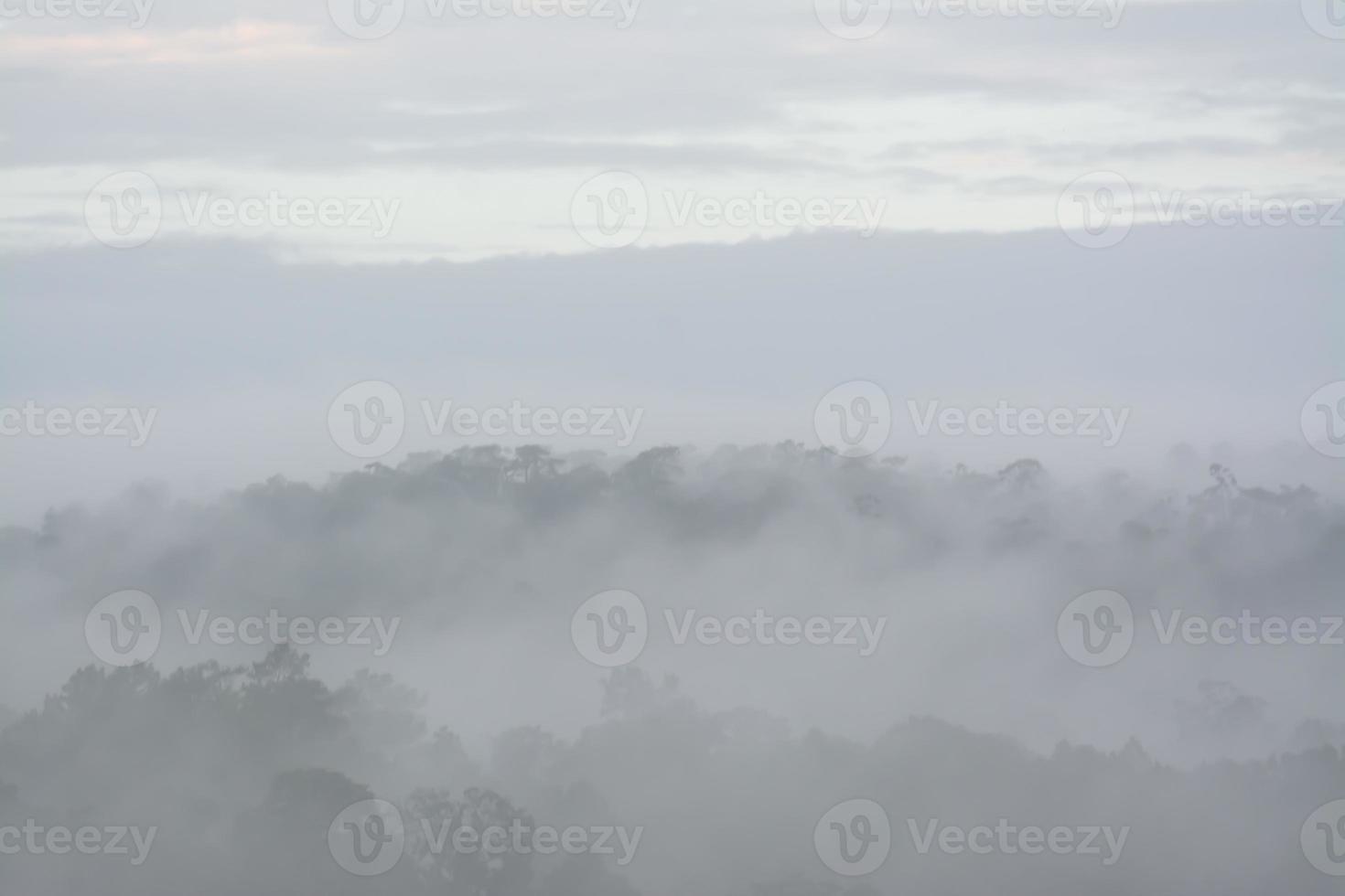 forest landscape in the fog photo