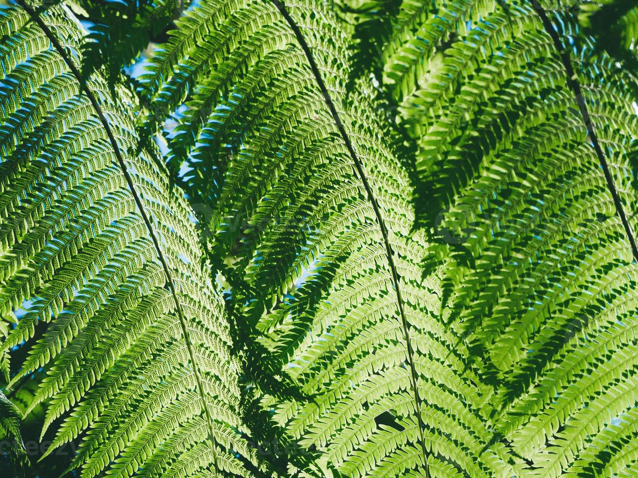 Beautiful green fern leaves in nature.Rain forest fern background photo