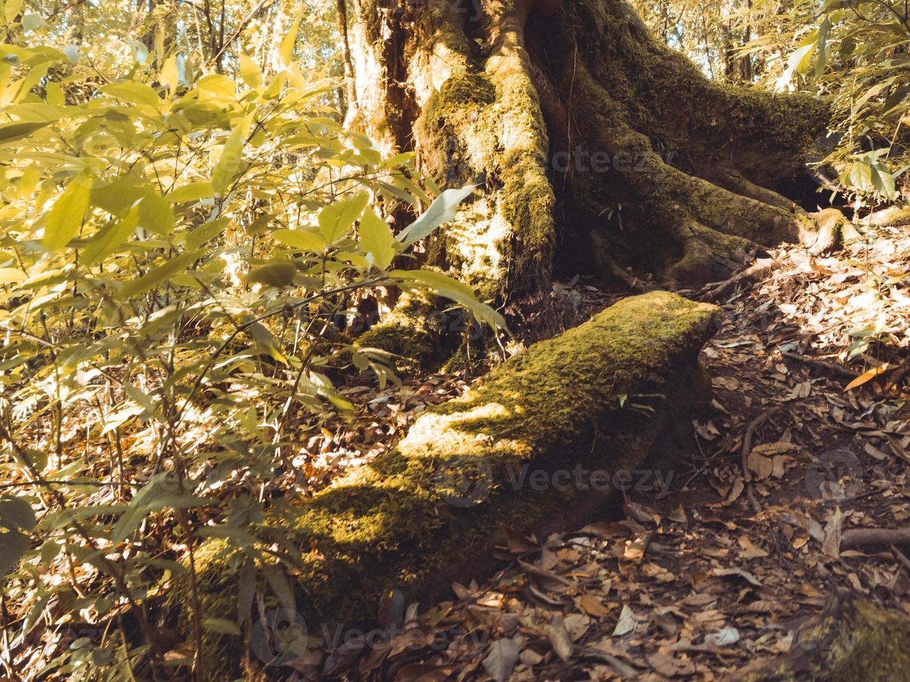 Rainforest in Doi Inthanon National Park , Thailand photo
