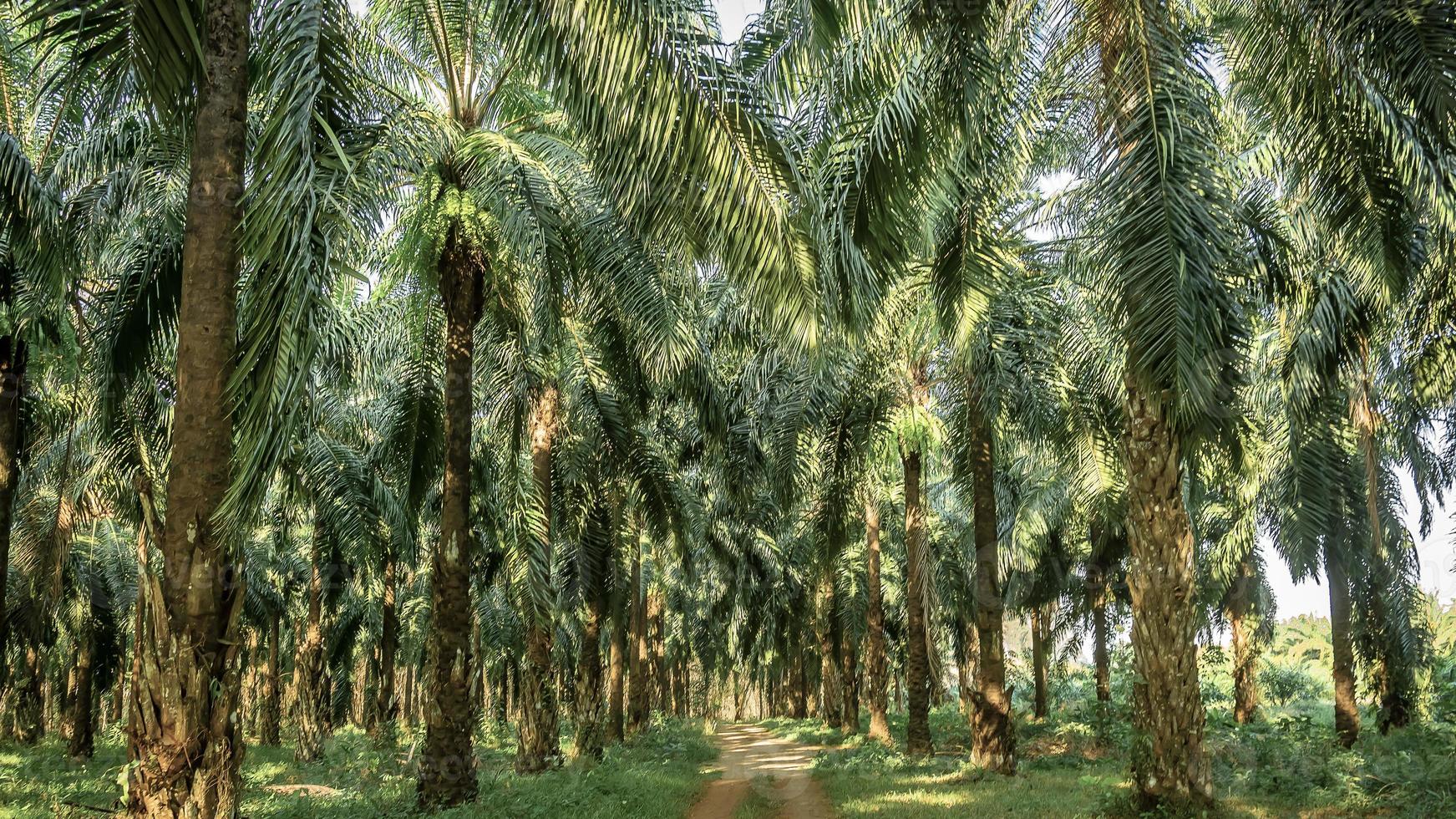 Palm garden , plantation  way in plantation Palm tree in tropical garden photo