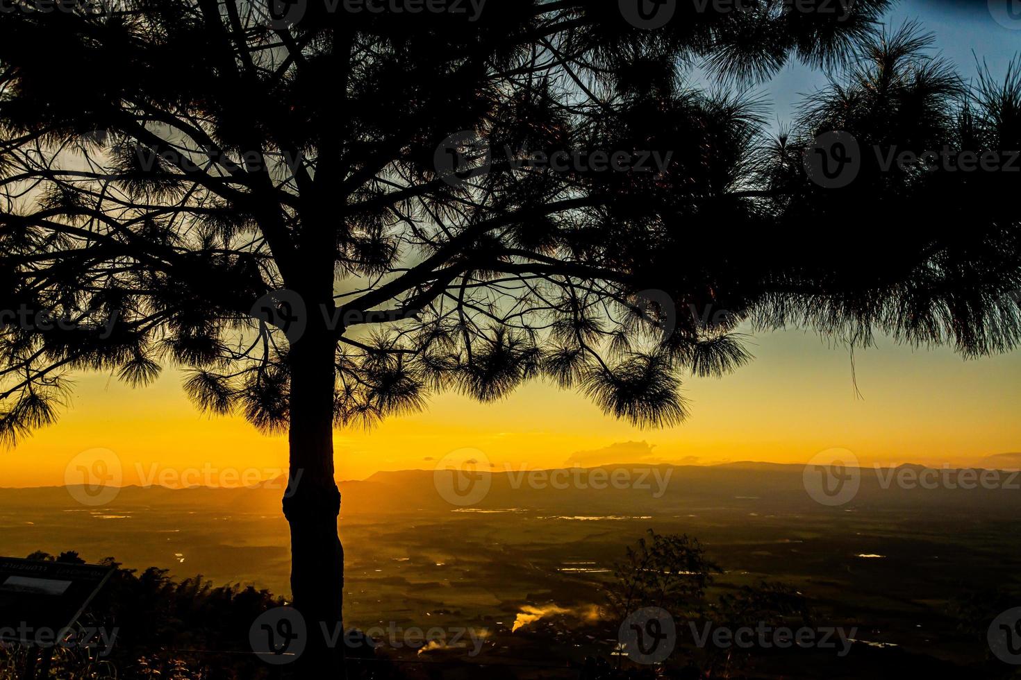 silhouette of pine trees during sunset photo