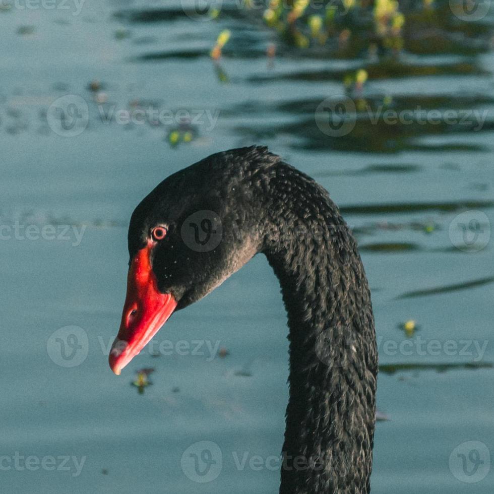 A black swan is swimming on the water photo