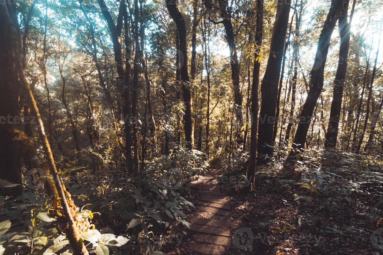 Rainforest in Doi Inthanon National Park , Thailand photo