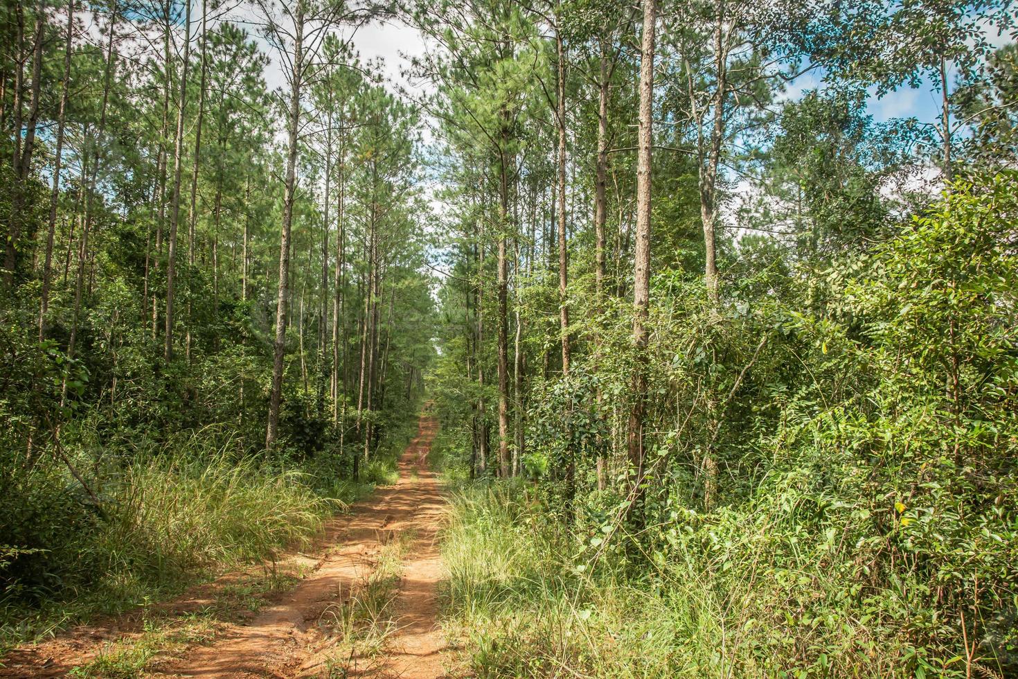 camino y árboles forestales en el fondo de la naturaleza. foto