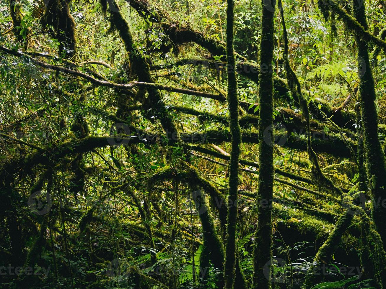 Rainforest in Doi Inthanon National Park , Thailand photo