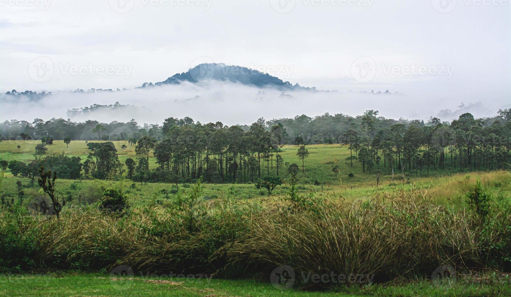 forest landscape in the fog photo