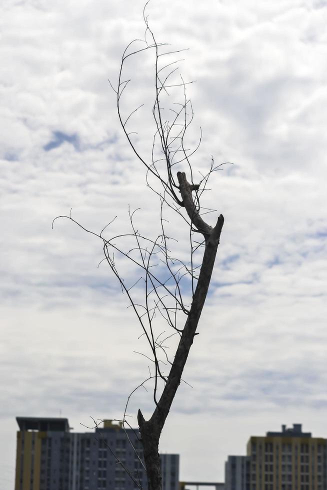 The silhouette of a dead tree under the cloudy sky photo