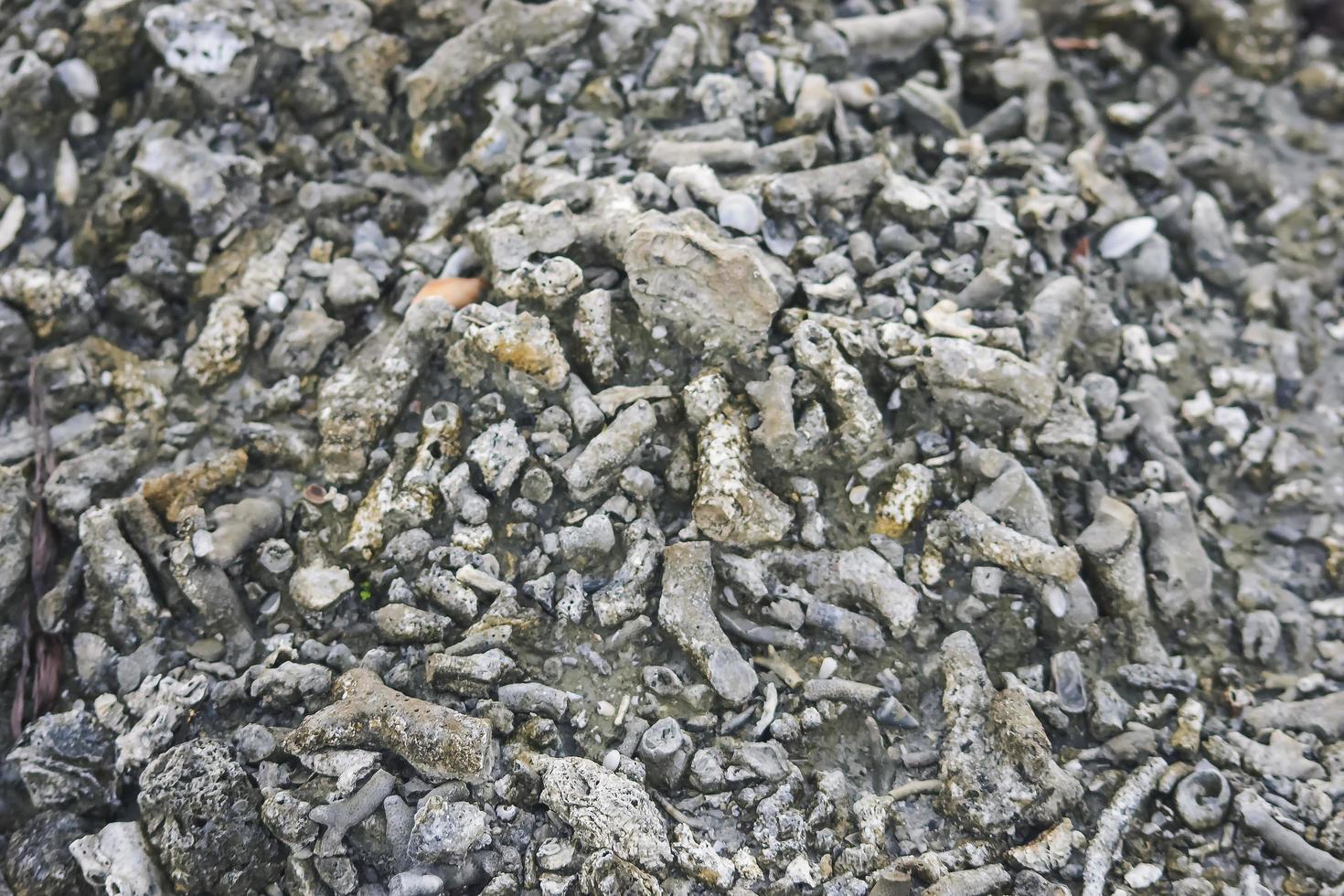 rock fragments in the mangrove soil 6339140 Stock Photo at Vecteezy