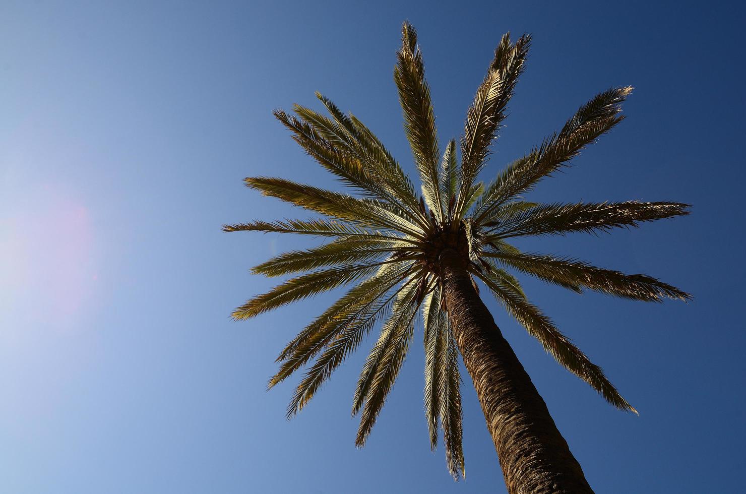 palma y cielo foto