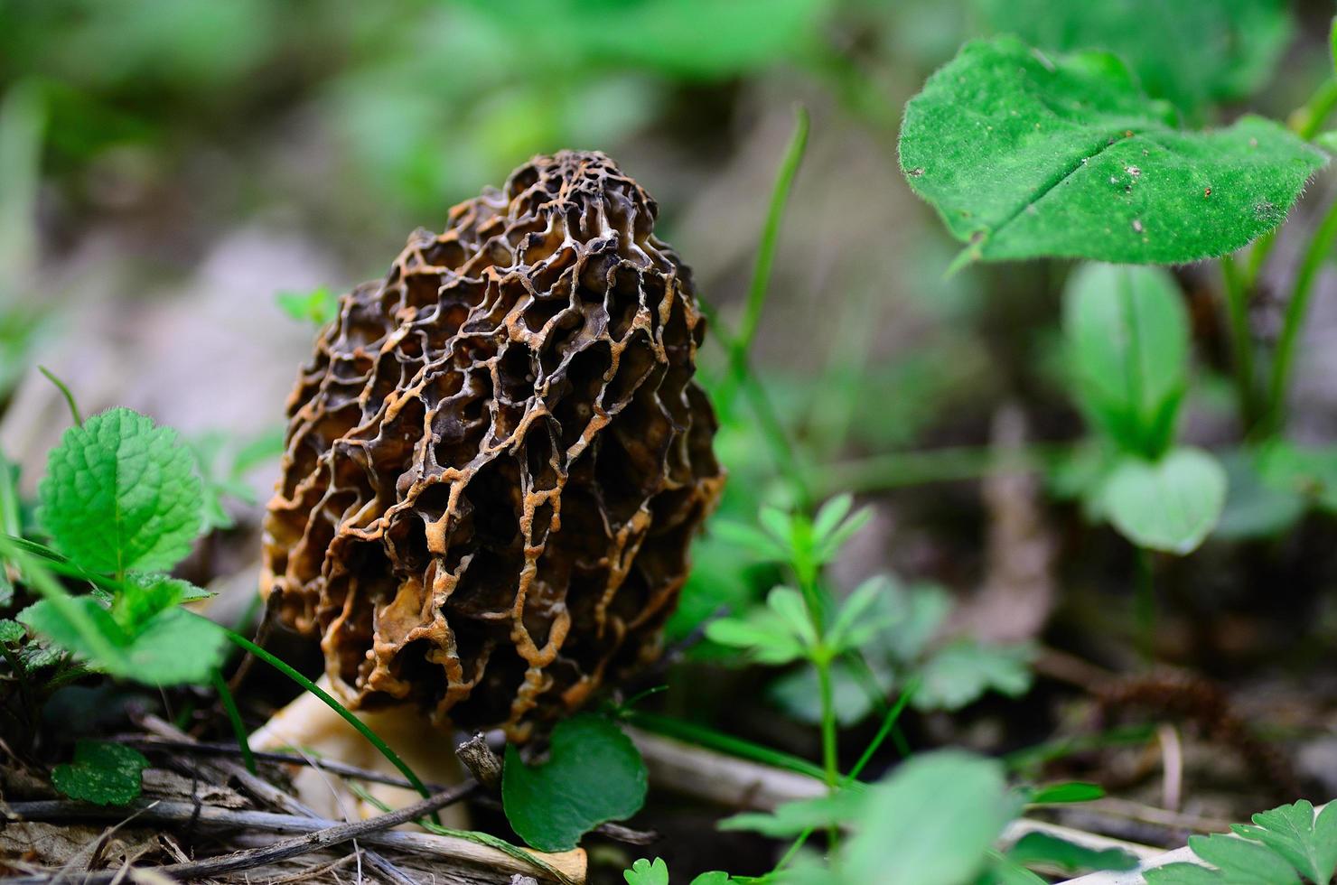 morel mushroom in spring photo
