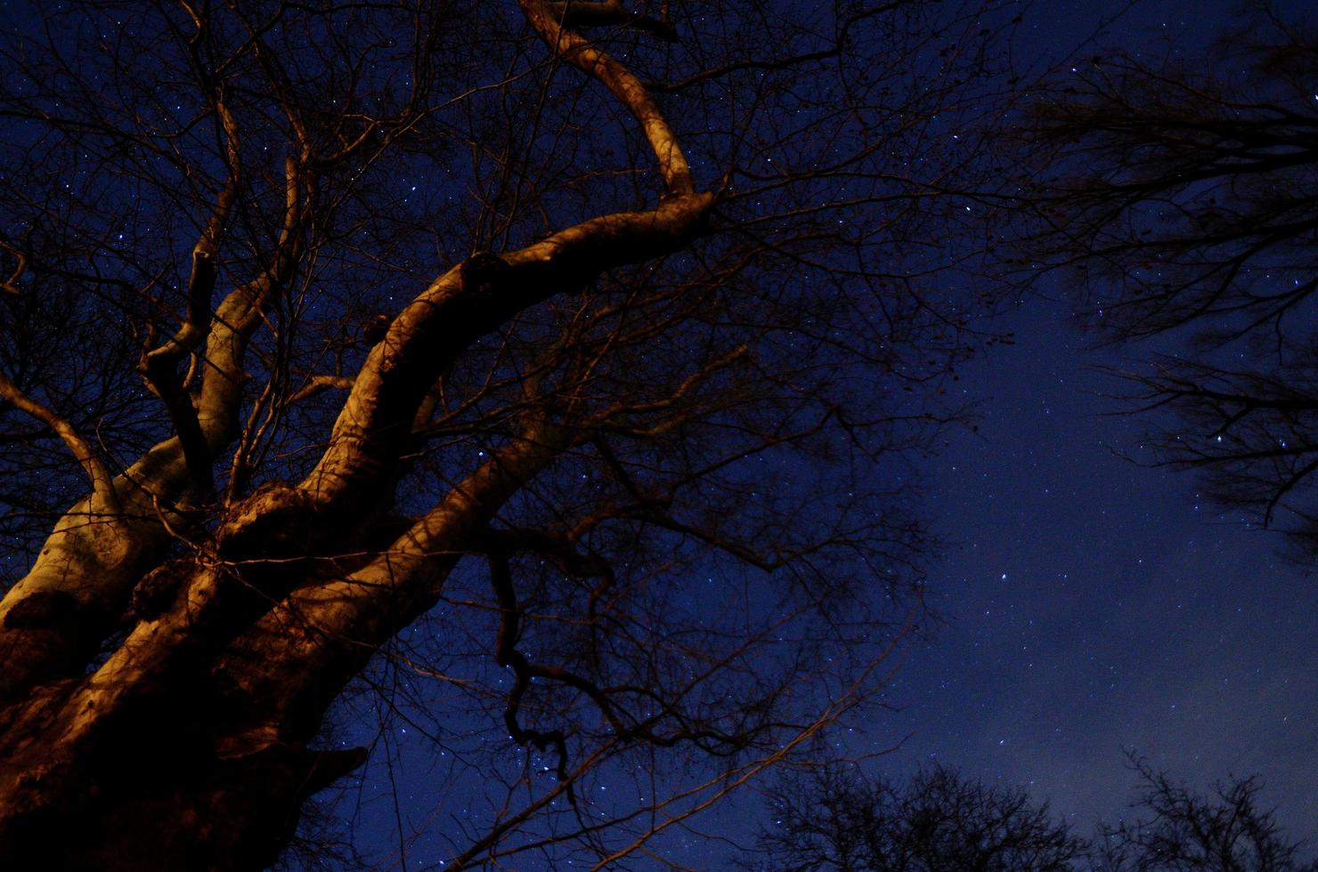 viejo árbol y estrellas foto