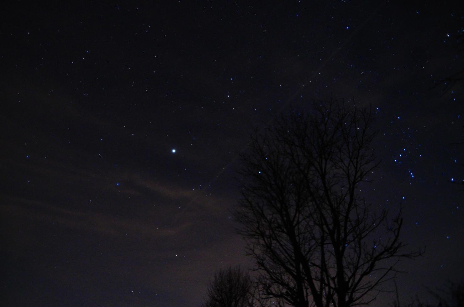 shrub and many stars photo