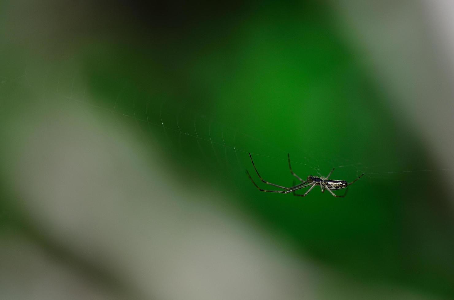 small spider and green photo