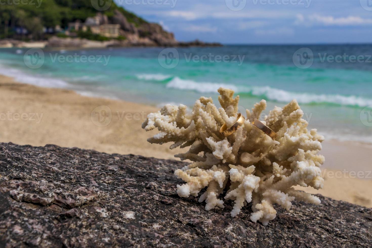 Wedding rings on coral on the beach. Honeymoon in Thailand. photo