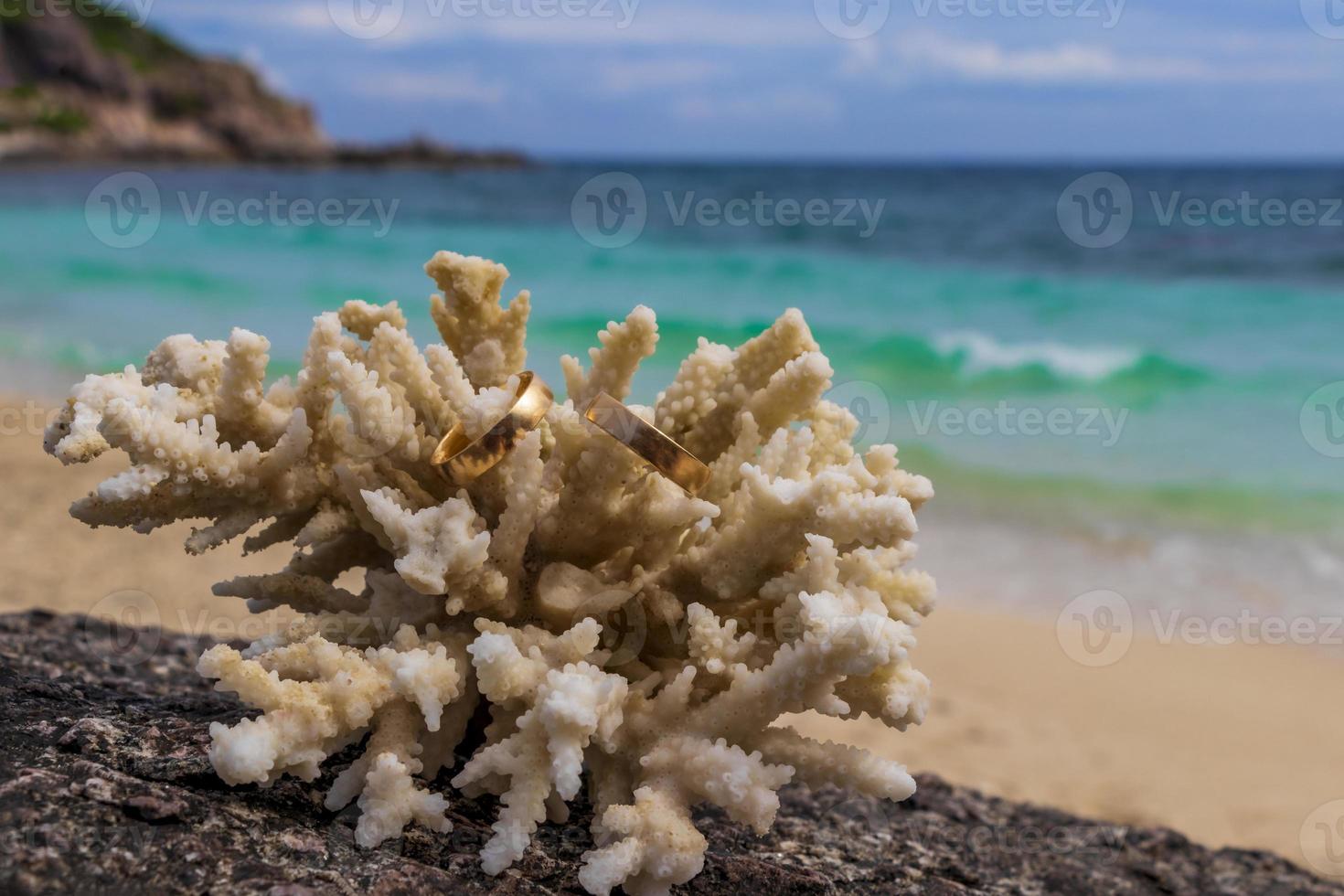 Wedding rings on coral on the beach. Honeymoon in Thailand. photo