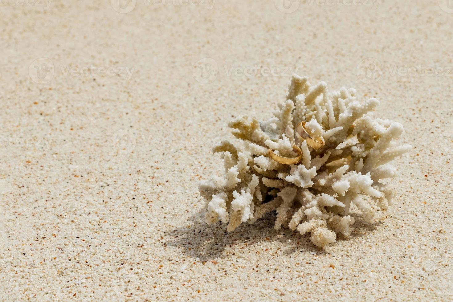 Wedding rings on coral on the beach. Honeymoon in Thailand. photo