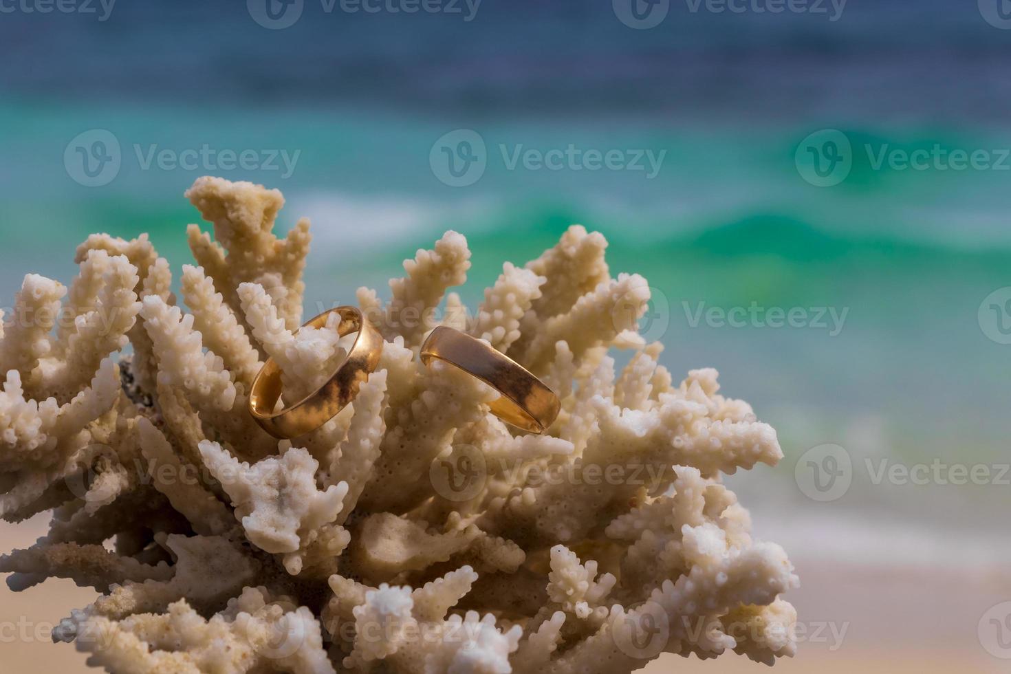Wedding rings on coral on the beach. Honeymoon in Thailand. photo
