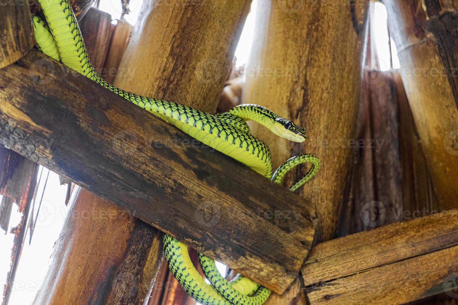 Snake in the bamboo roof on Koh Phangan in Thailand. photo