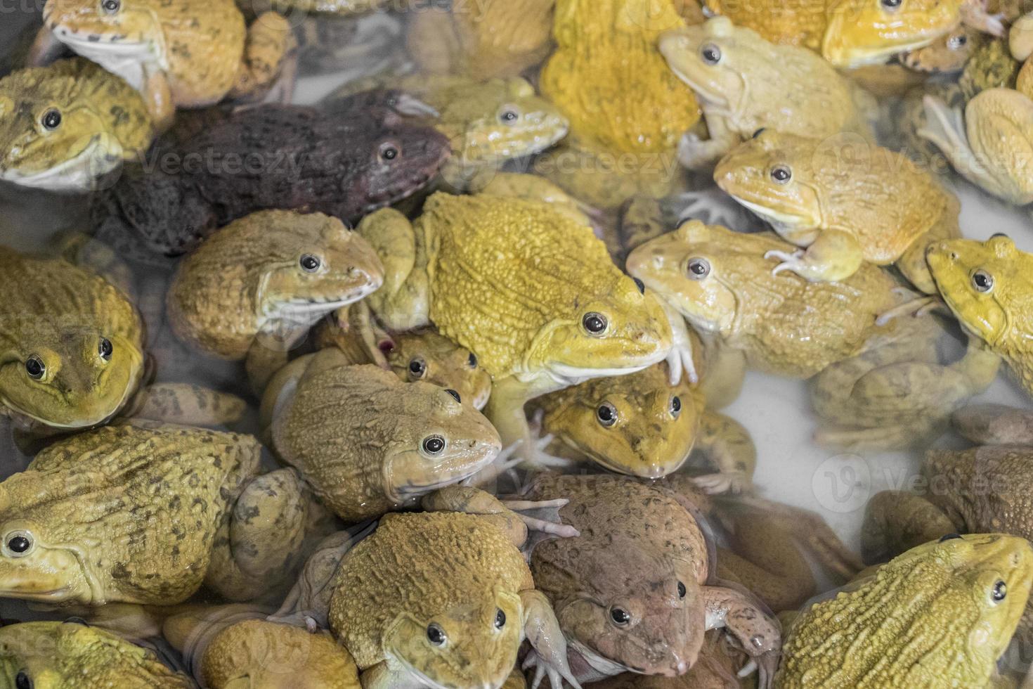 Many toads and frogs gathered. Bangrak market, Koh Samui, Thailand. photo