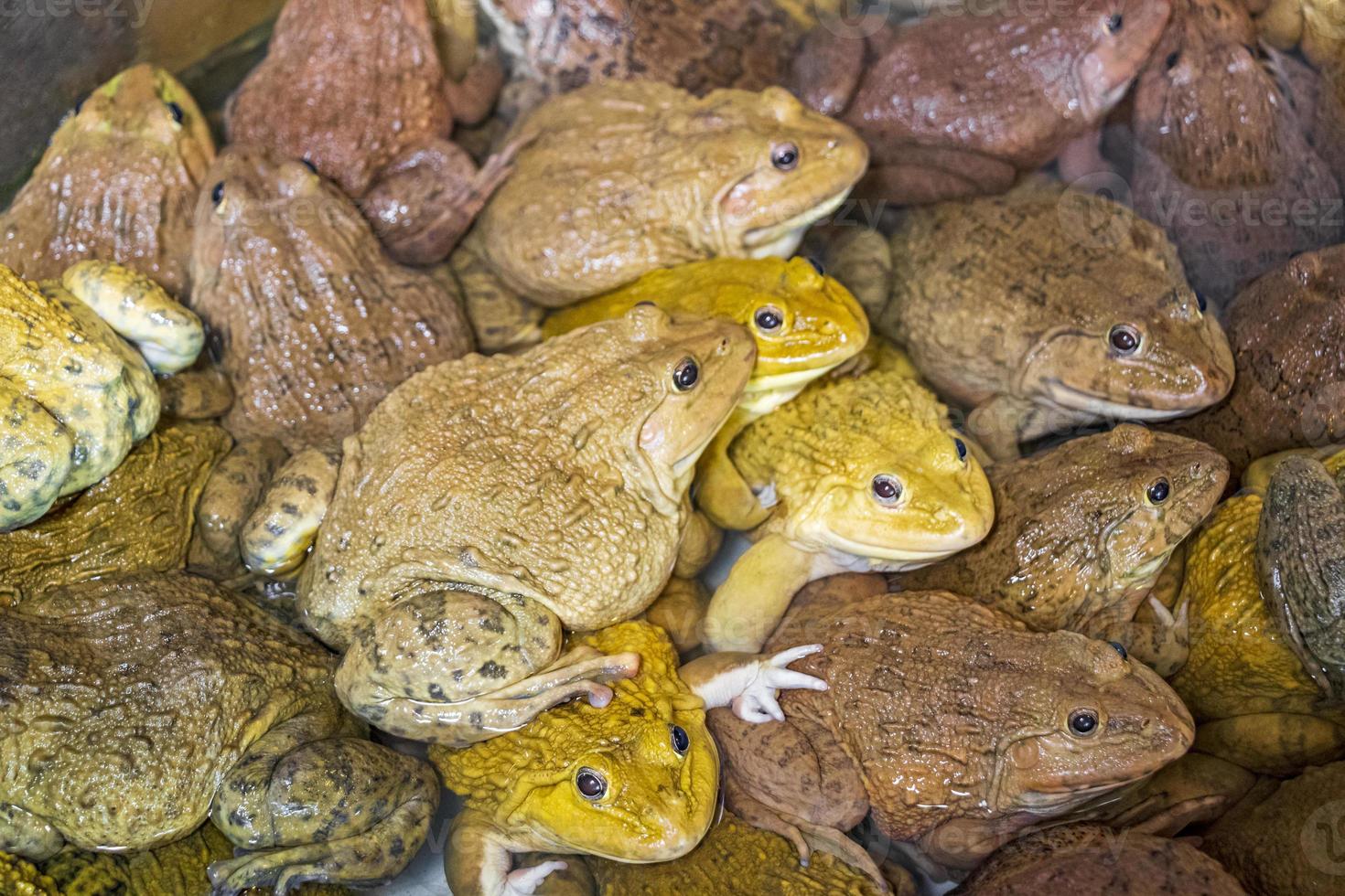 se juntaron muchos sapos y ranas. mercado de bangrak, koh samui, tailandia. foto