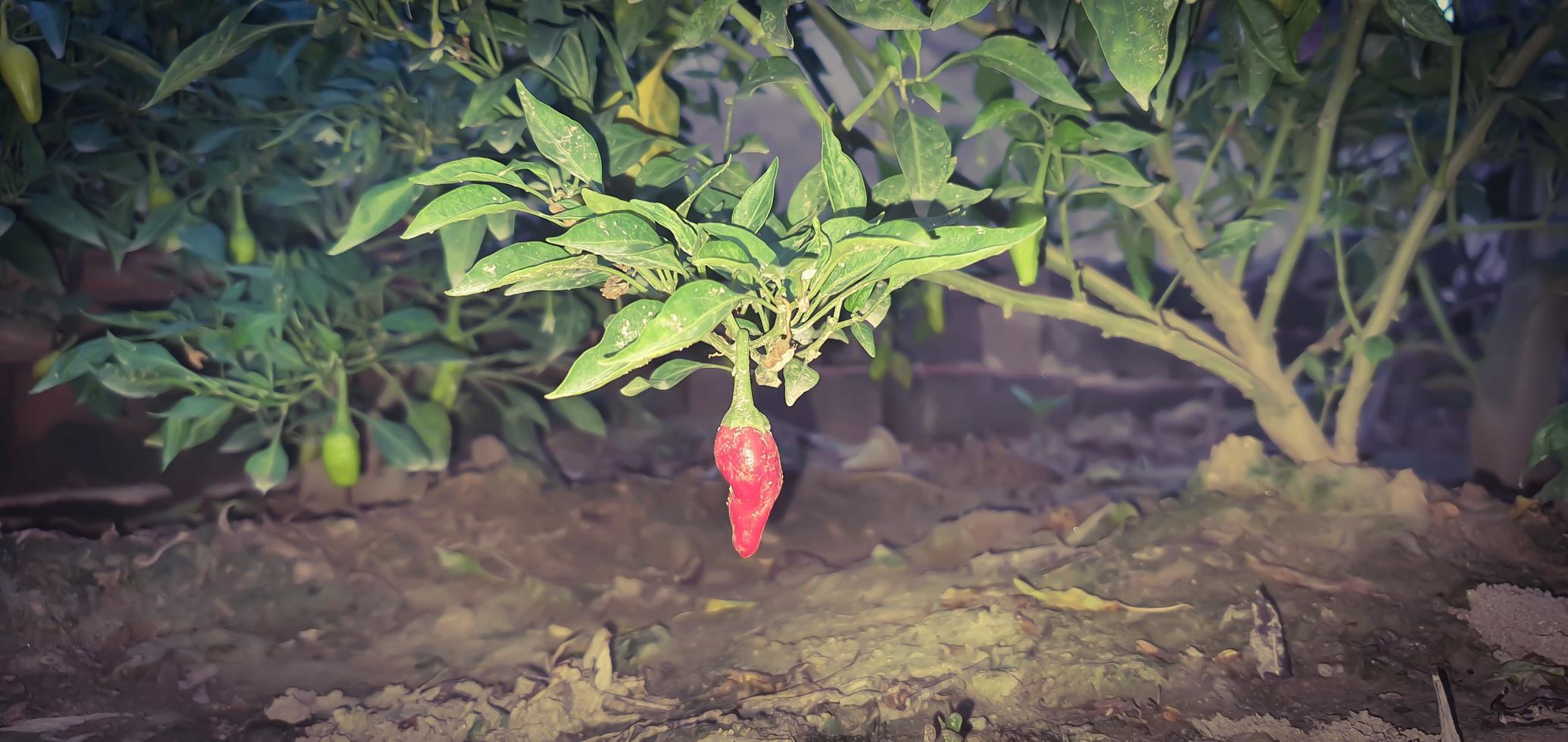 Red chili pepper on the plant photo