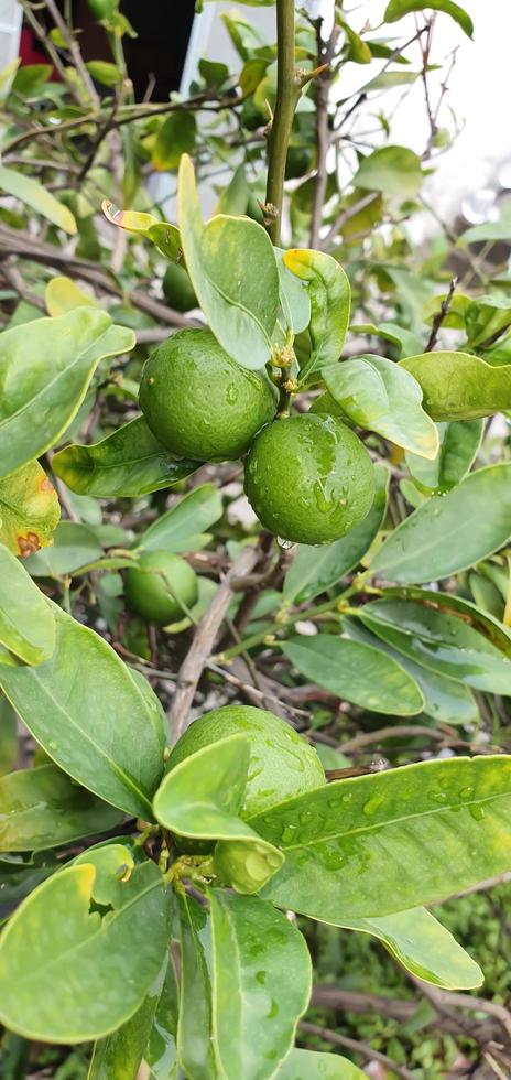 Fresh and green lime on the tree. photo