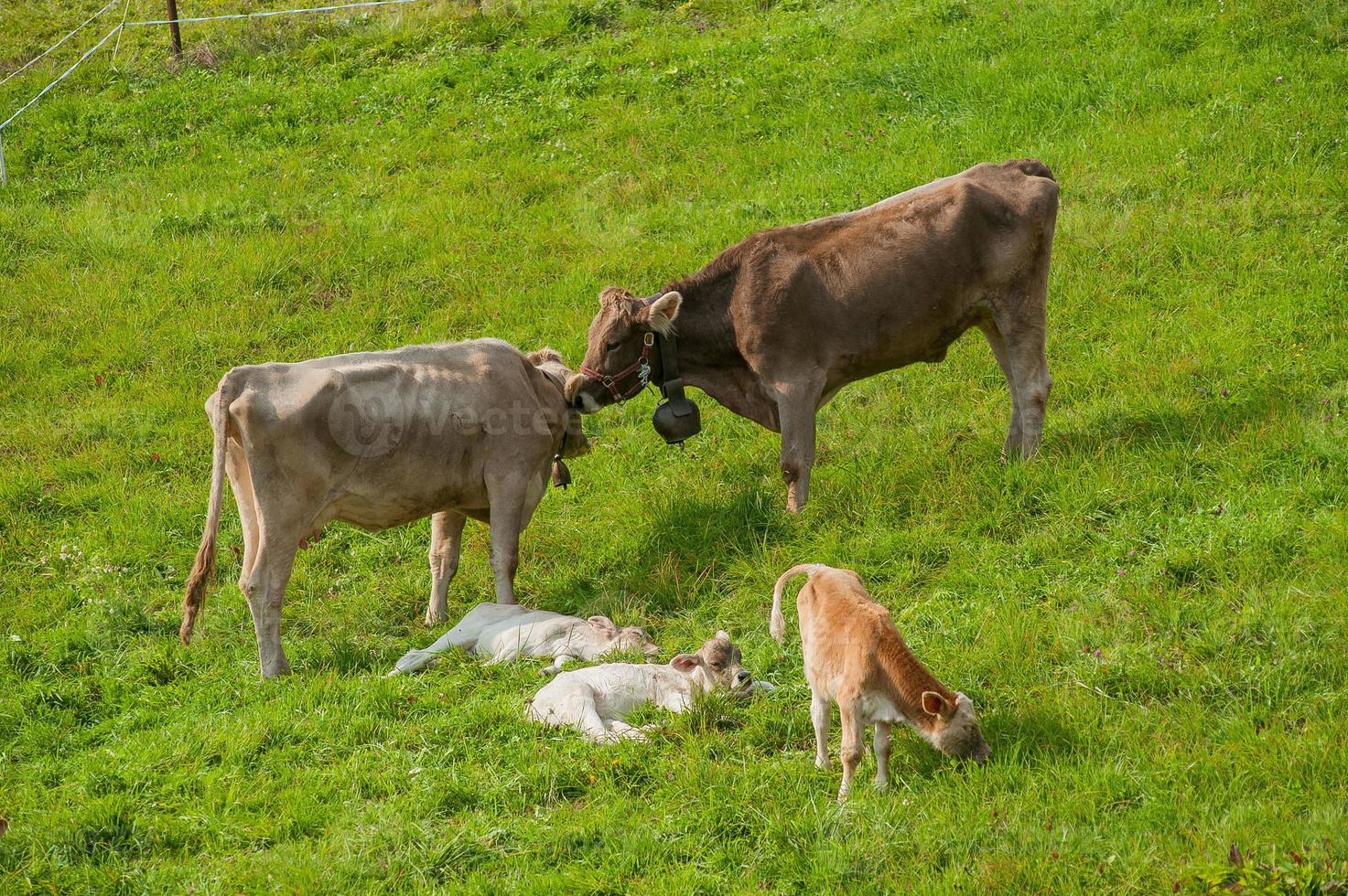 vaca pastando en el pasto foto