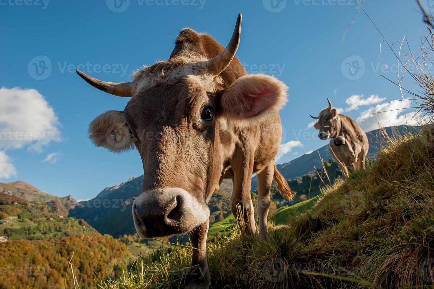 Cows with calves grazing photo