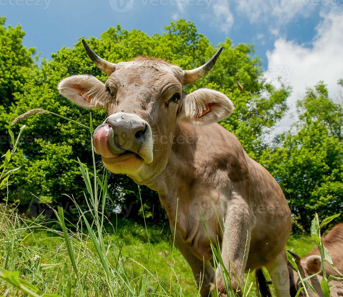 Cow grazing in the pasture photo